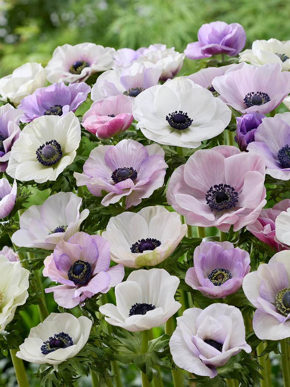 *PRE ORDER* Anemone - Wylde Blend