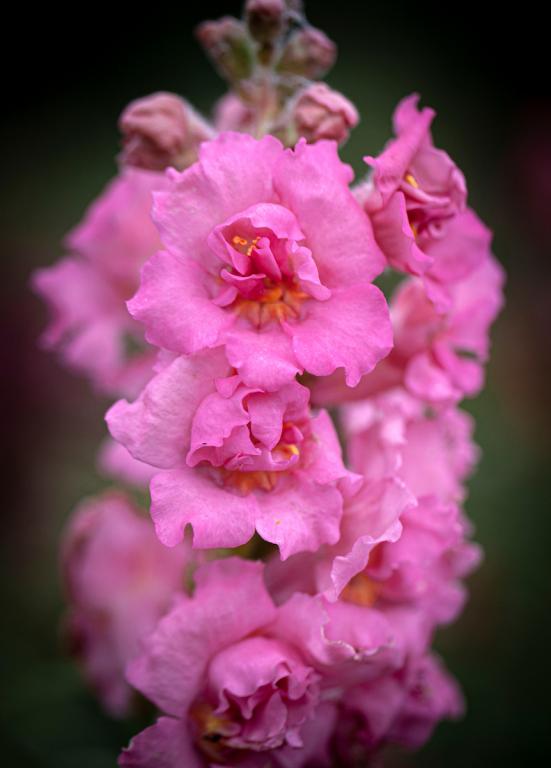 Snaps - Madame Pink