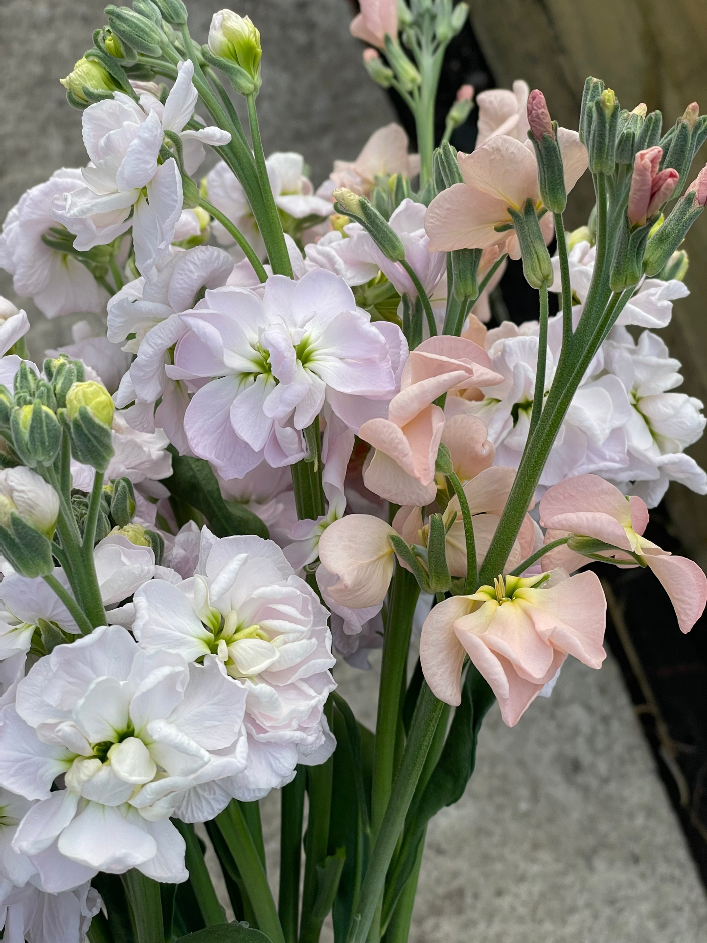 A close-up of a bouquet of white and pale pink flowers with green stems and buds, photographed against a soft gray background.