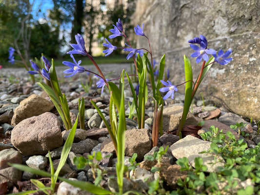 Chionodoxa in gravel