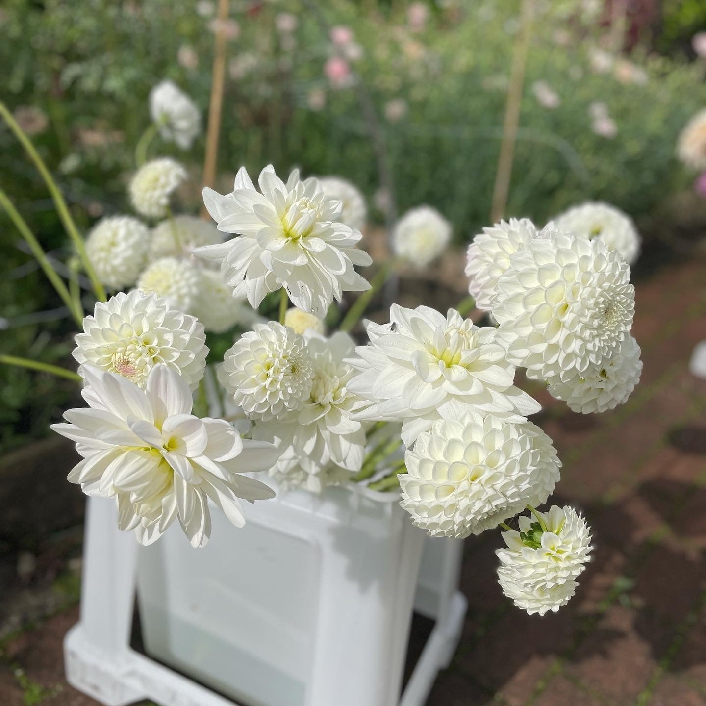 White bloom bucket featuring dahlias