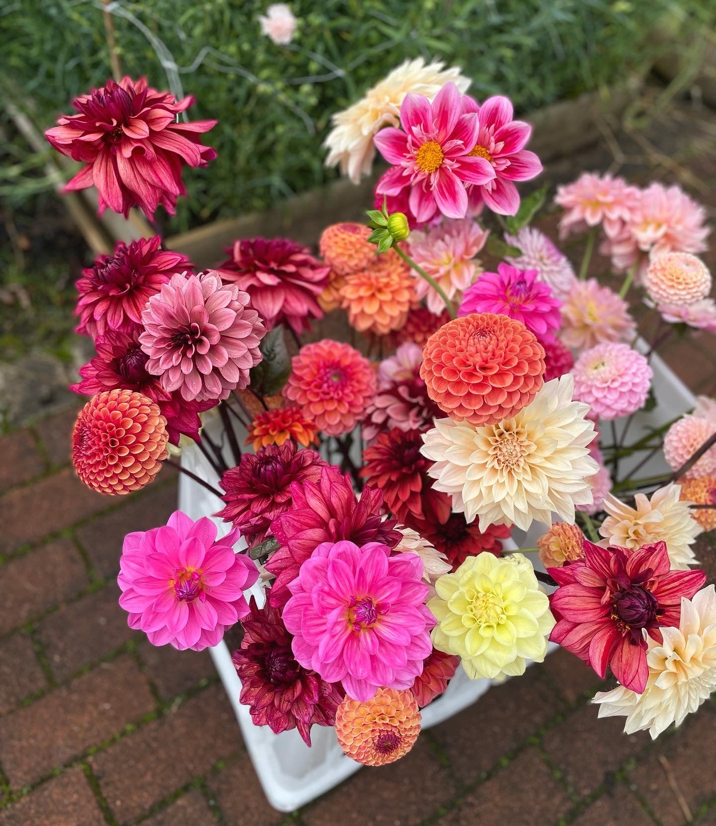 A bloom bucket of mixed dahlias in warm tones