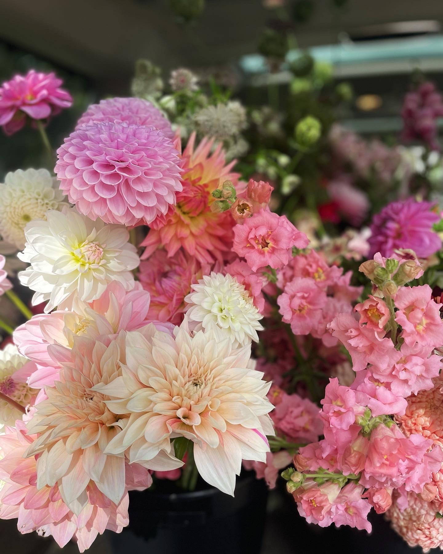 Dahlias and snapdragons in pink tones ready to be delivered