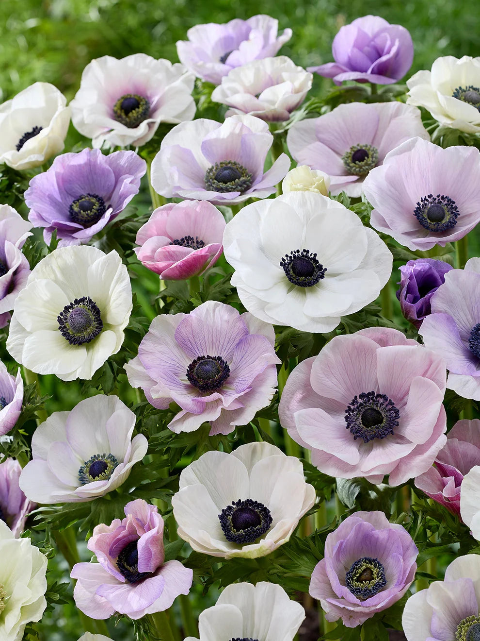 *PRE ORDER* Anemone - Wylde Blend