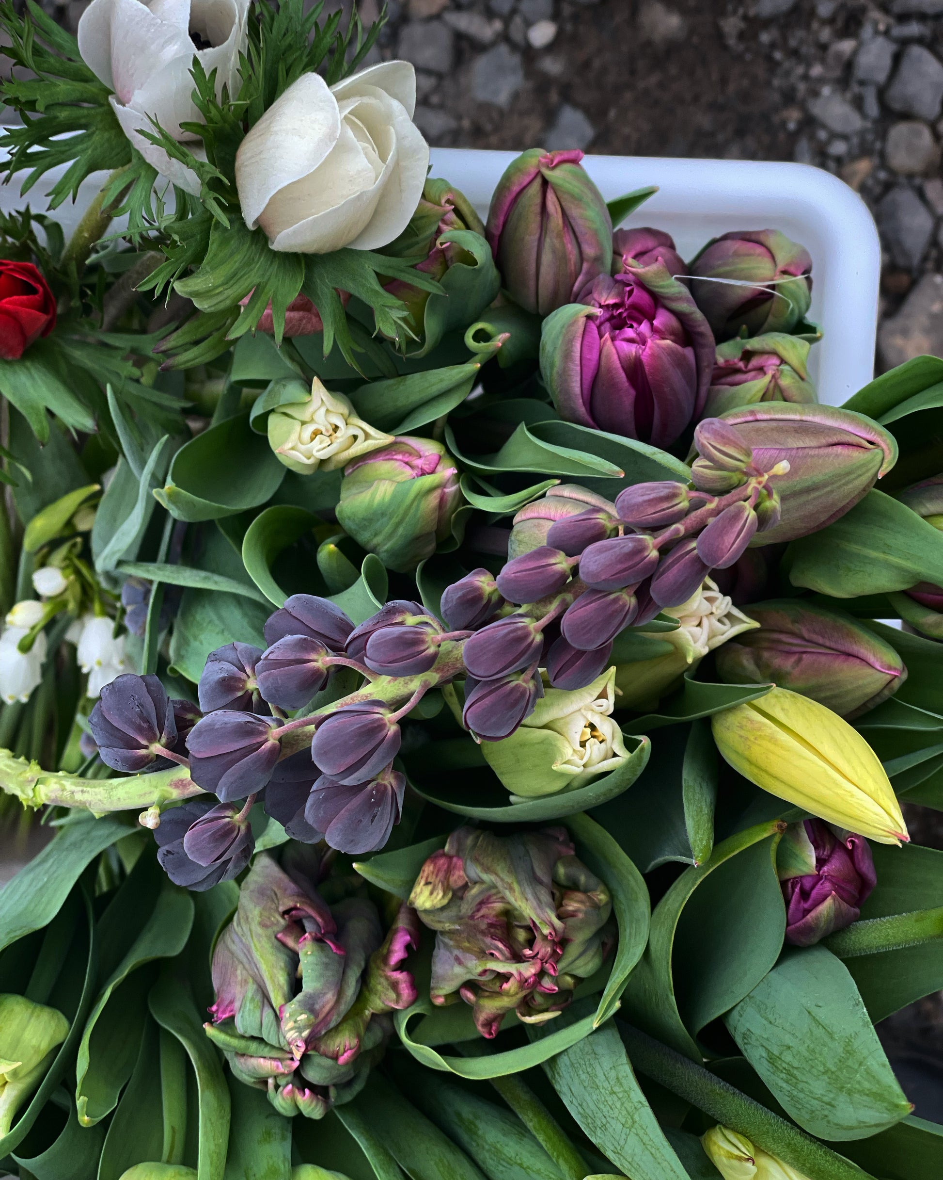 Mixed late April blooms including tulips, anemone, fritillaries and giant snowflakes