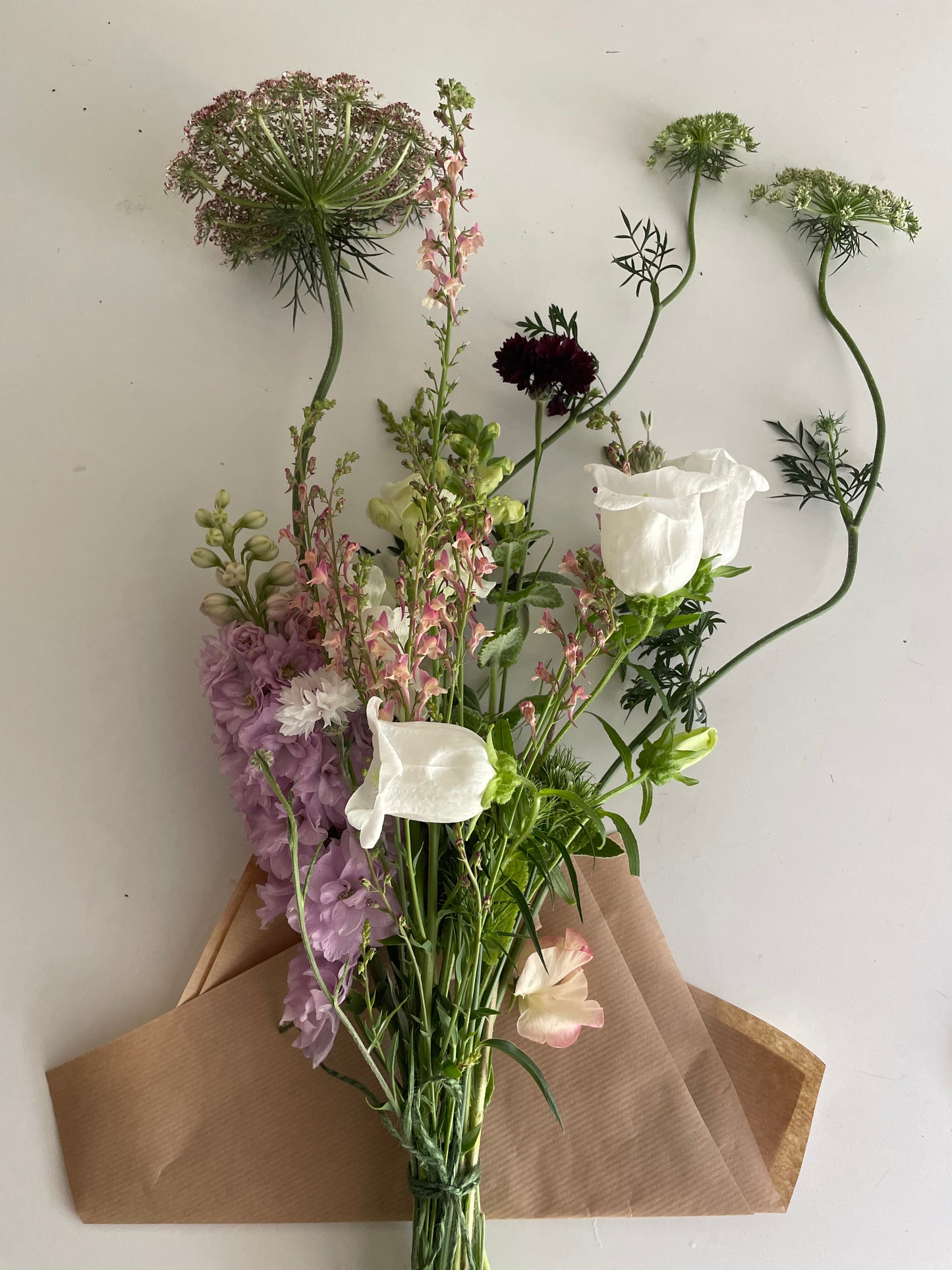 Daucus - Dara