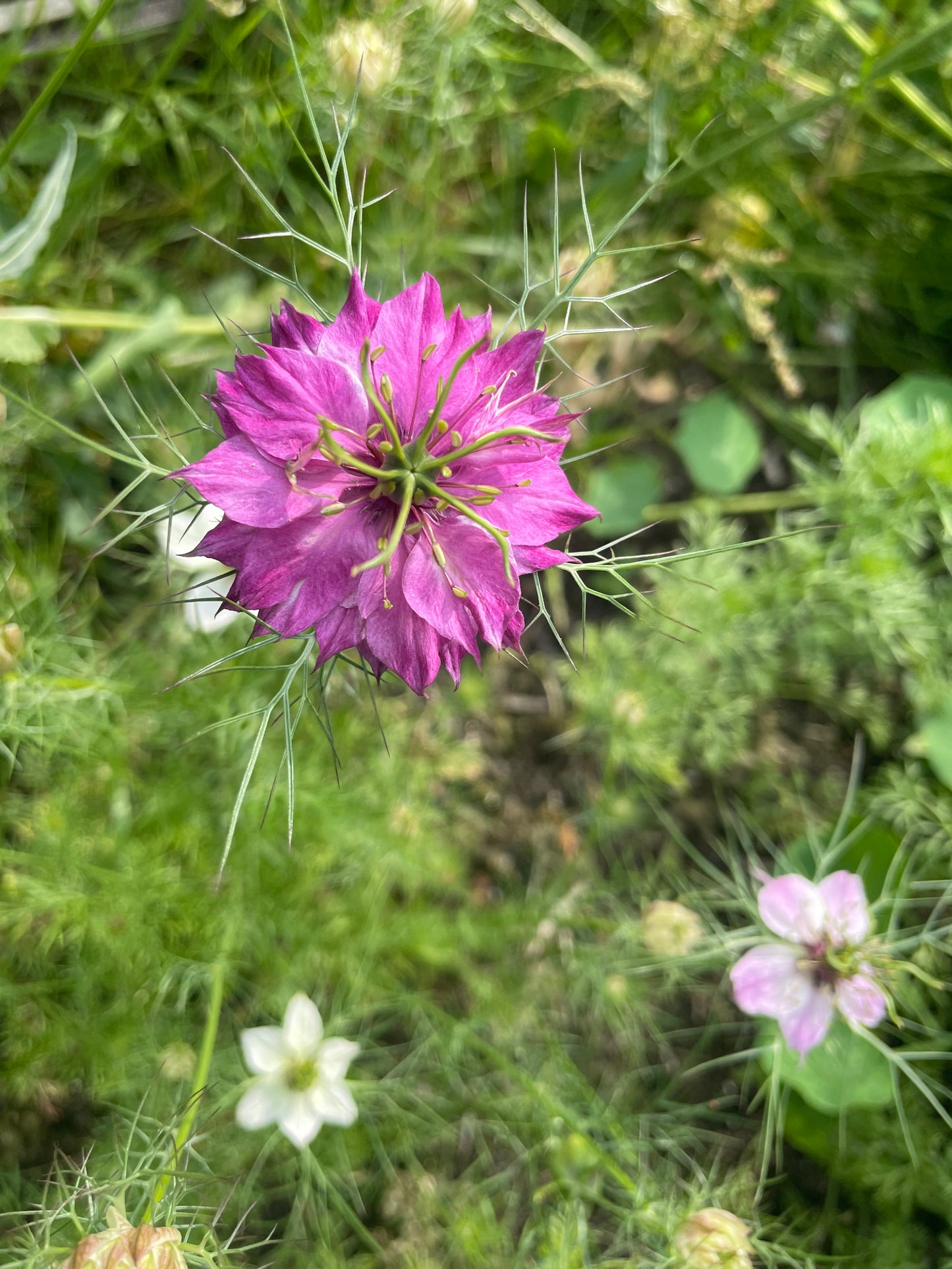 Nigella - Wylde blend