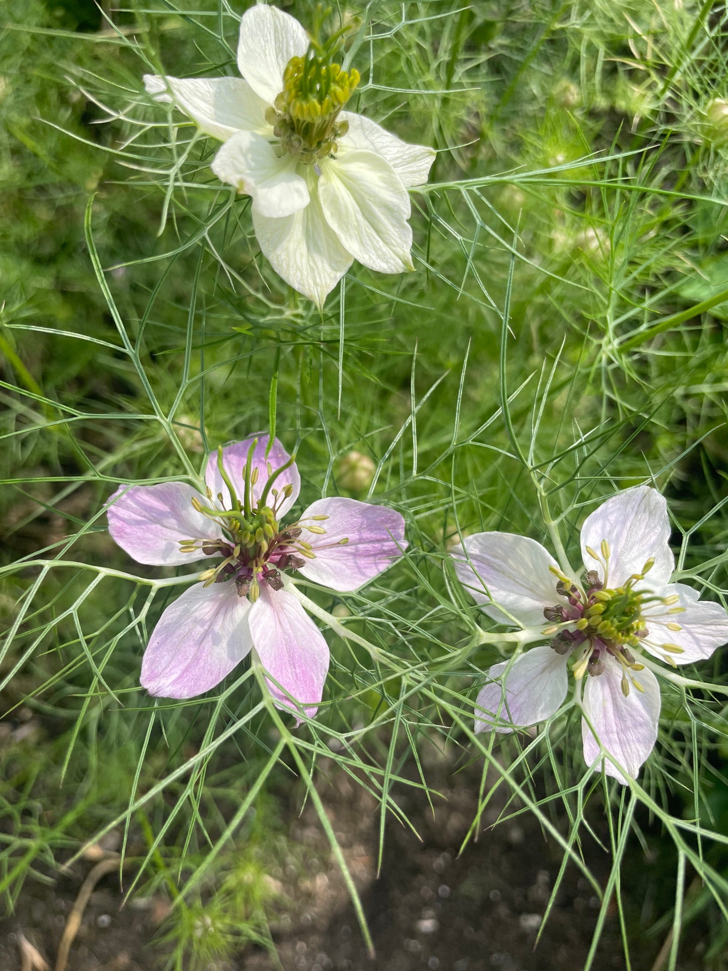Nigella - Wylde blend