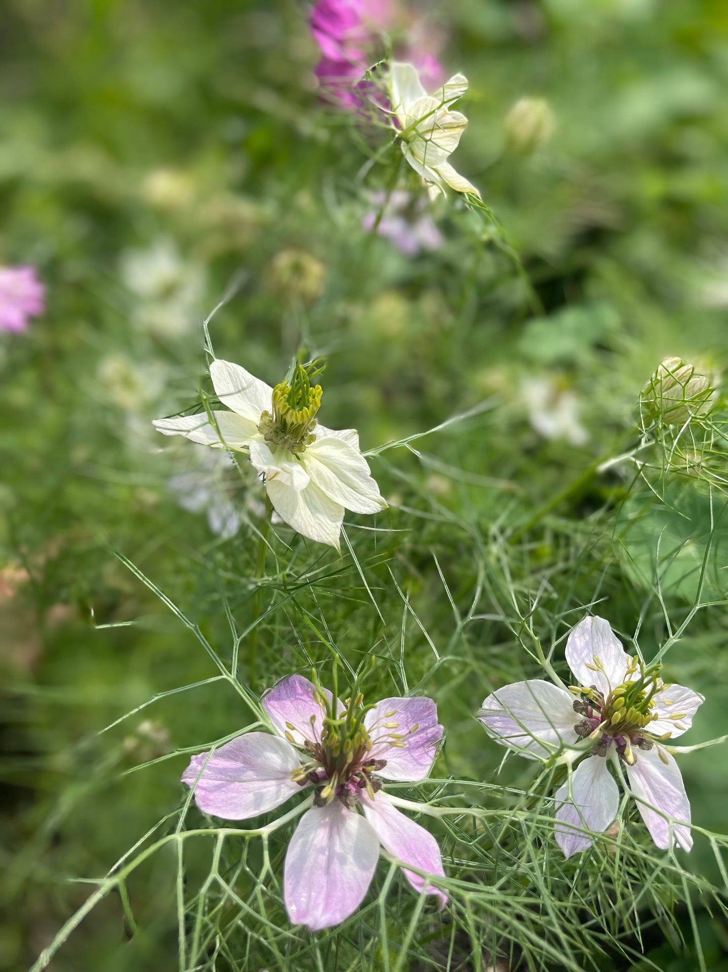 Nigella - Wylde blend