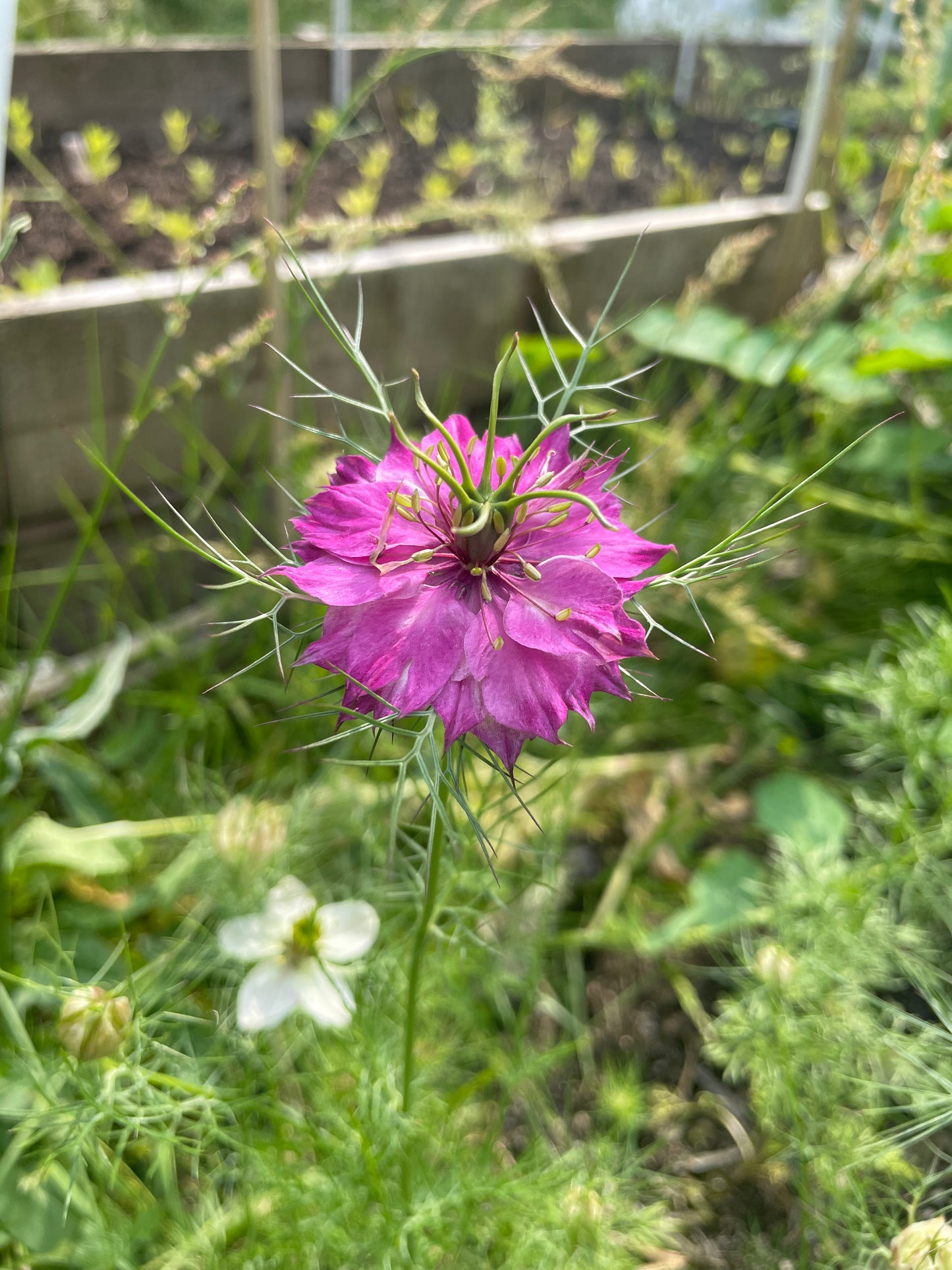 Nigella - Wylde blend