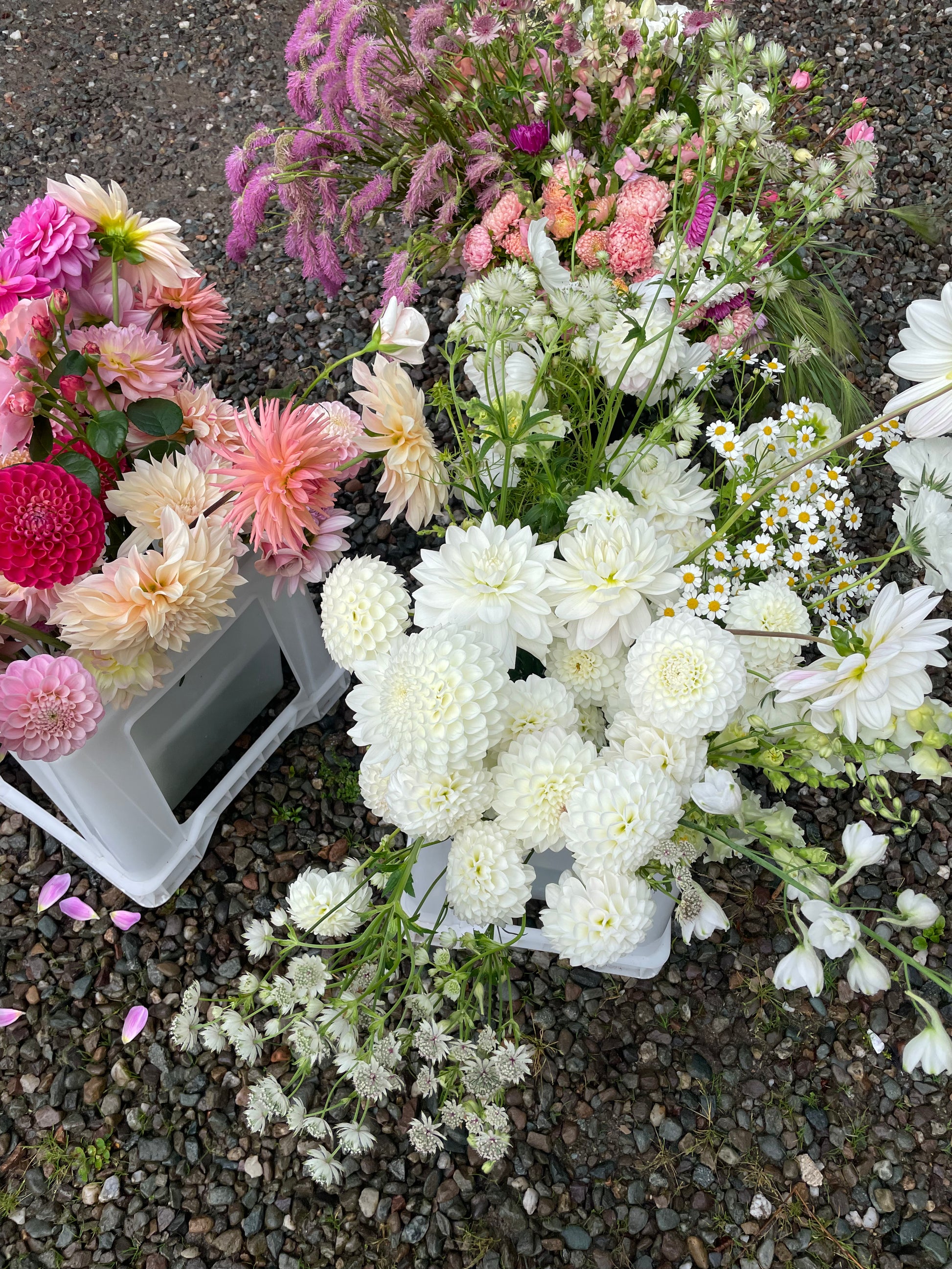 Three mixed bloom buckets ready to be collected