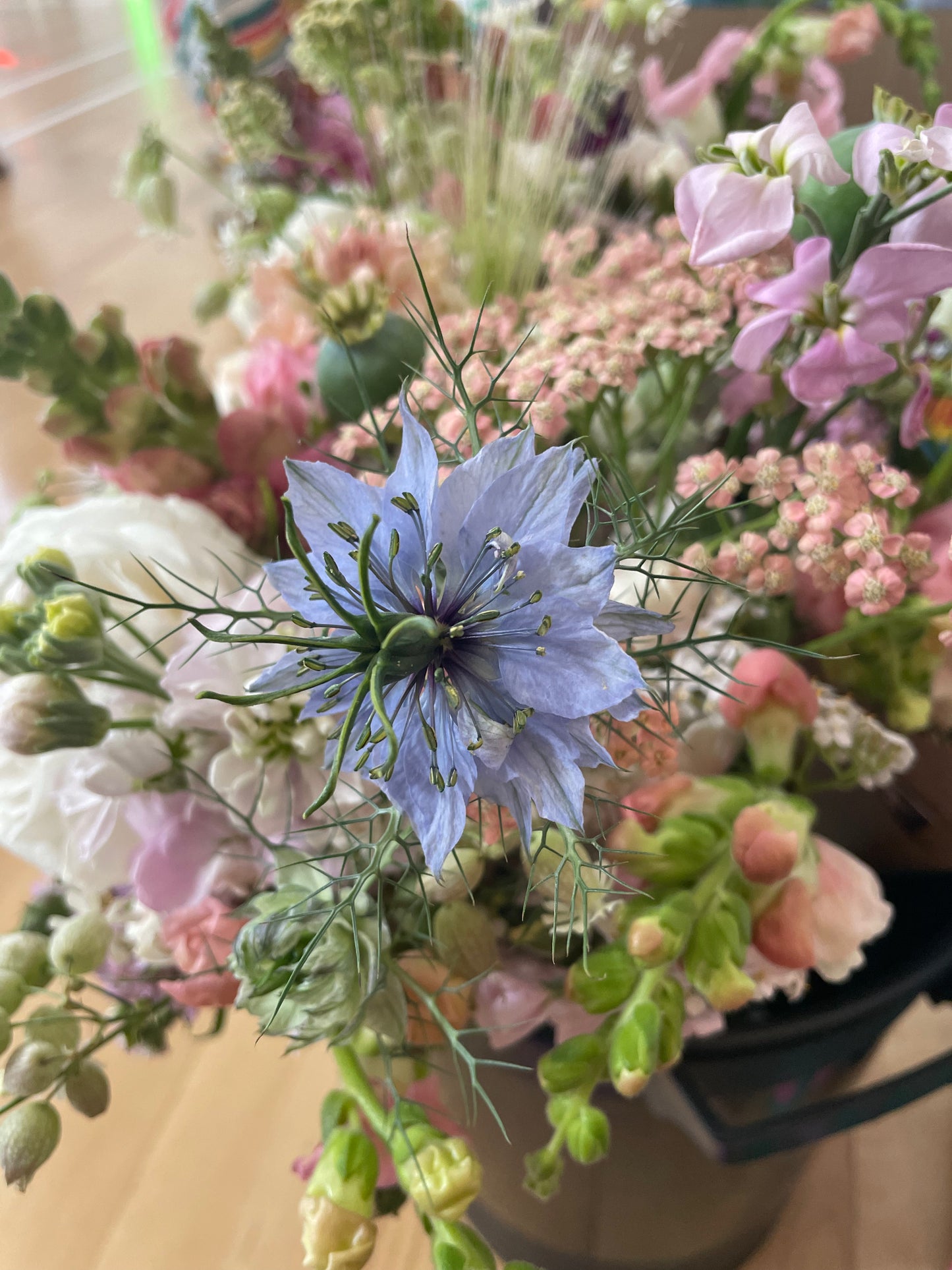 Nigella - Wylde blend