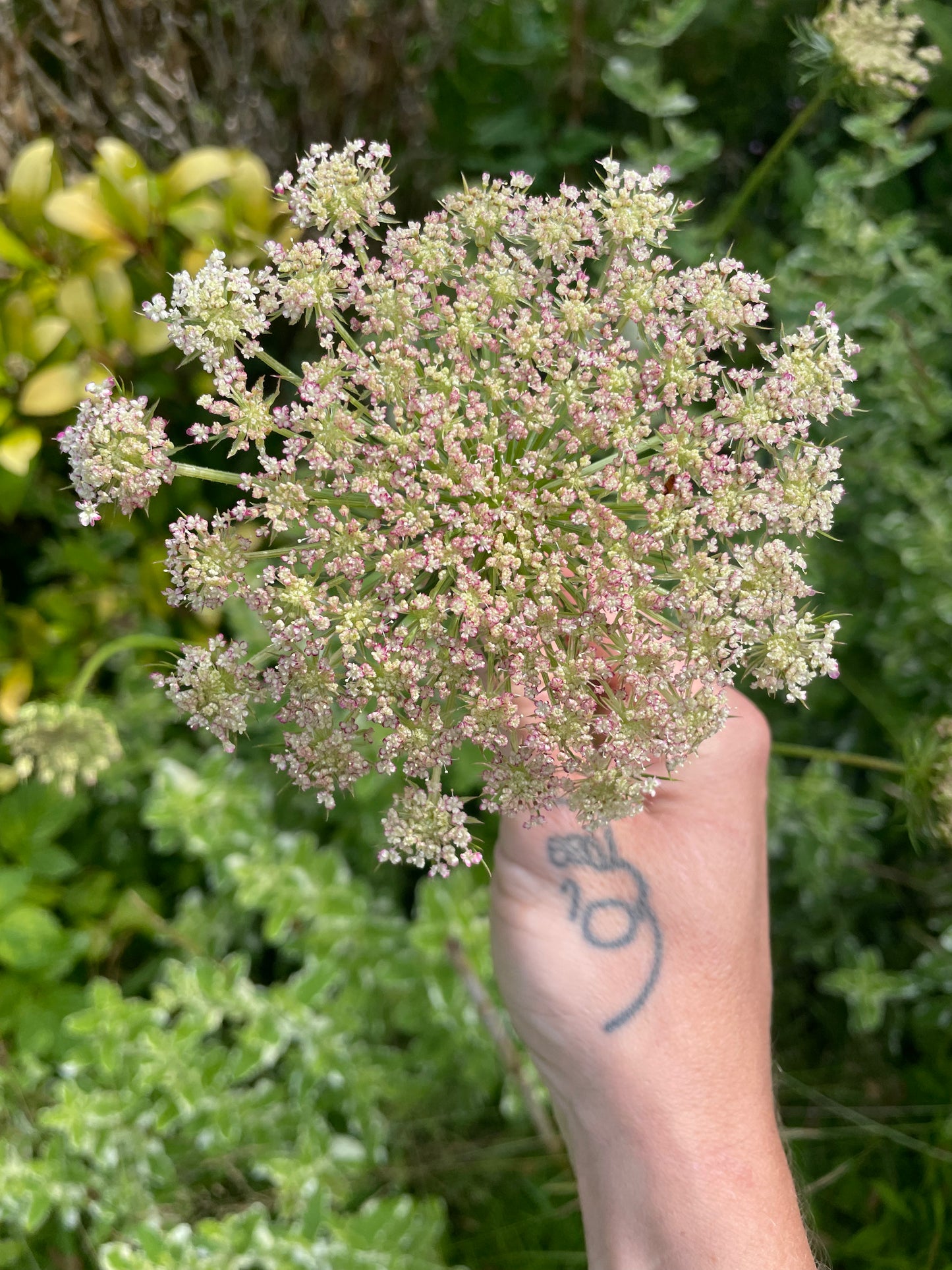 Daucus - Dara