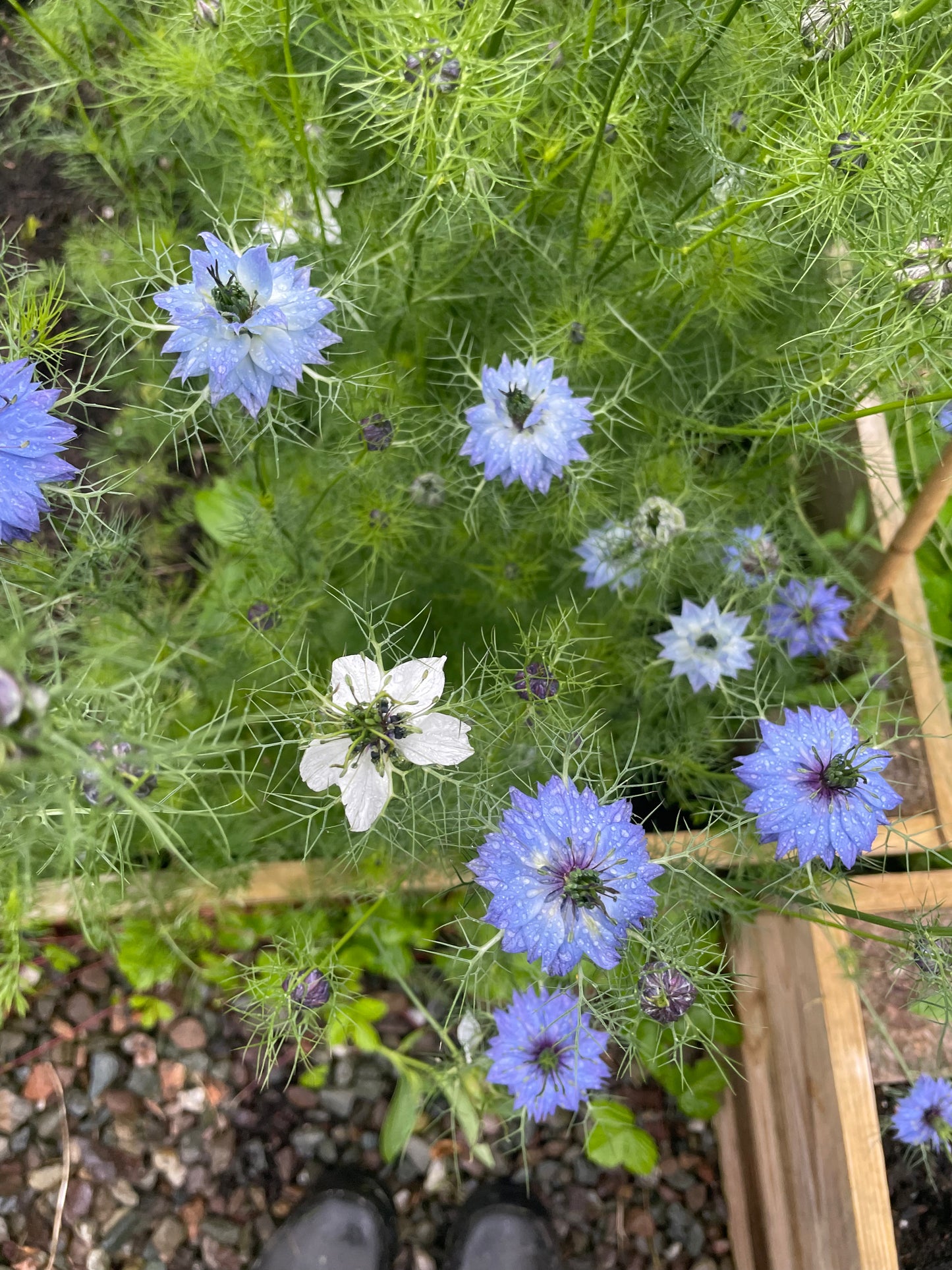 Nigella - Wylde blend