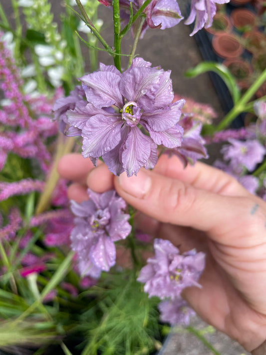Larkspur - Misty Lavender