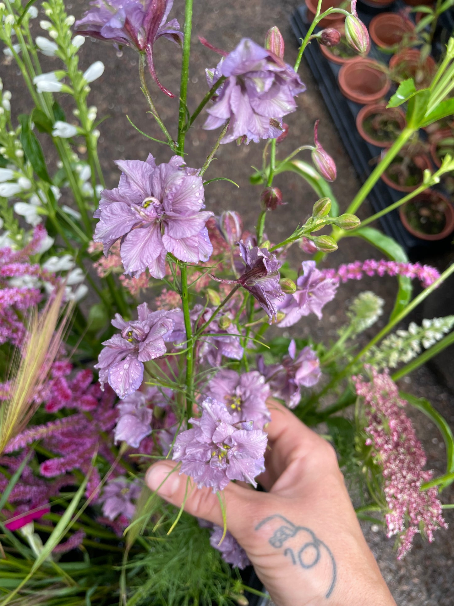 Larkspur - Misty Lavender