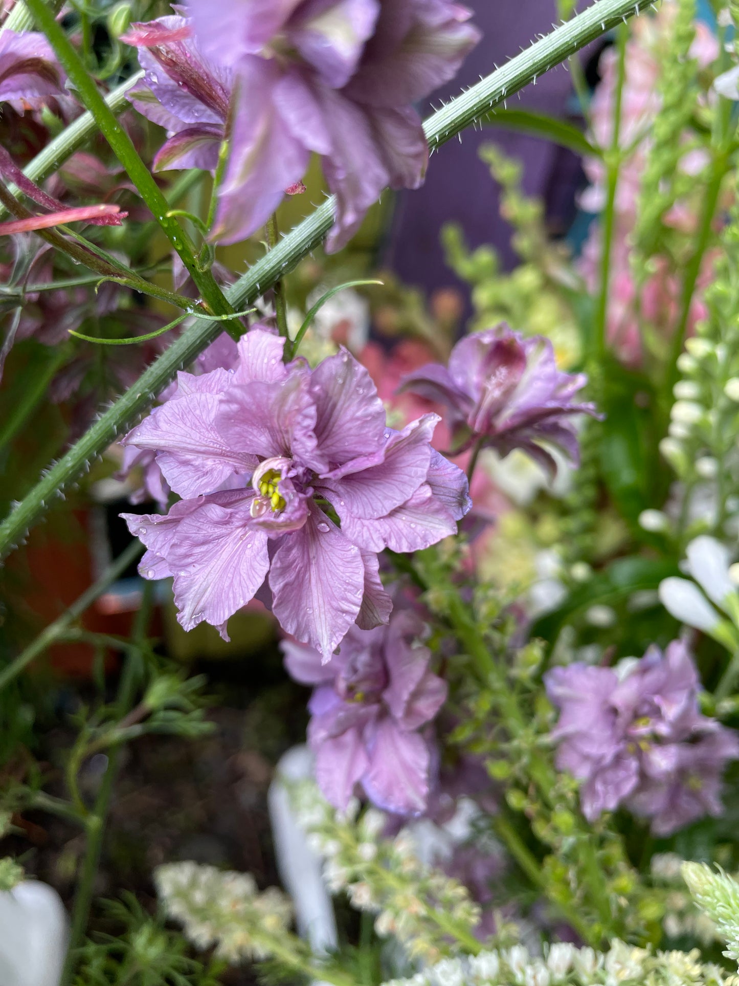 Larkspur - Misty Lavender