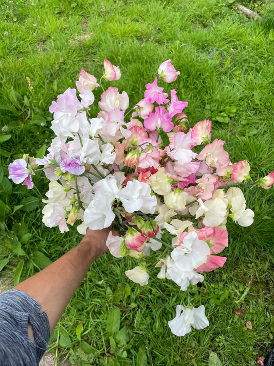 A hand holding a bouquet of mixed pink, white, and lavender sweet pea flowers against a green grassy background.