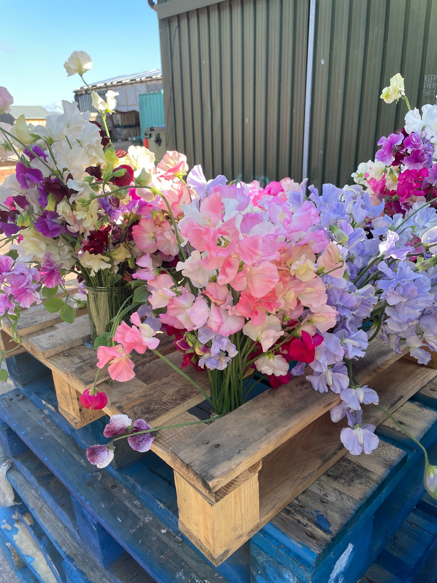 *PRE ORDER* Sweet Peas - Wylde Blend