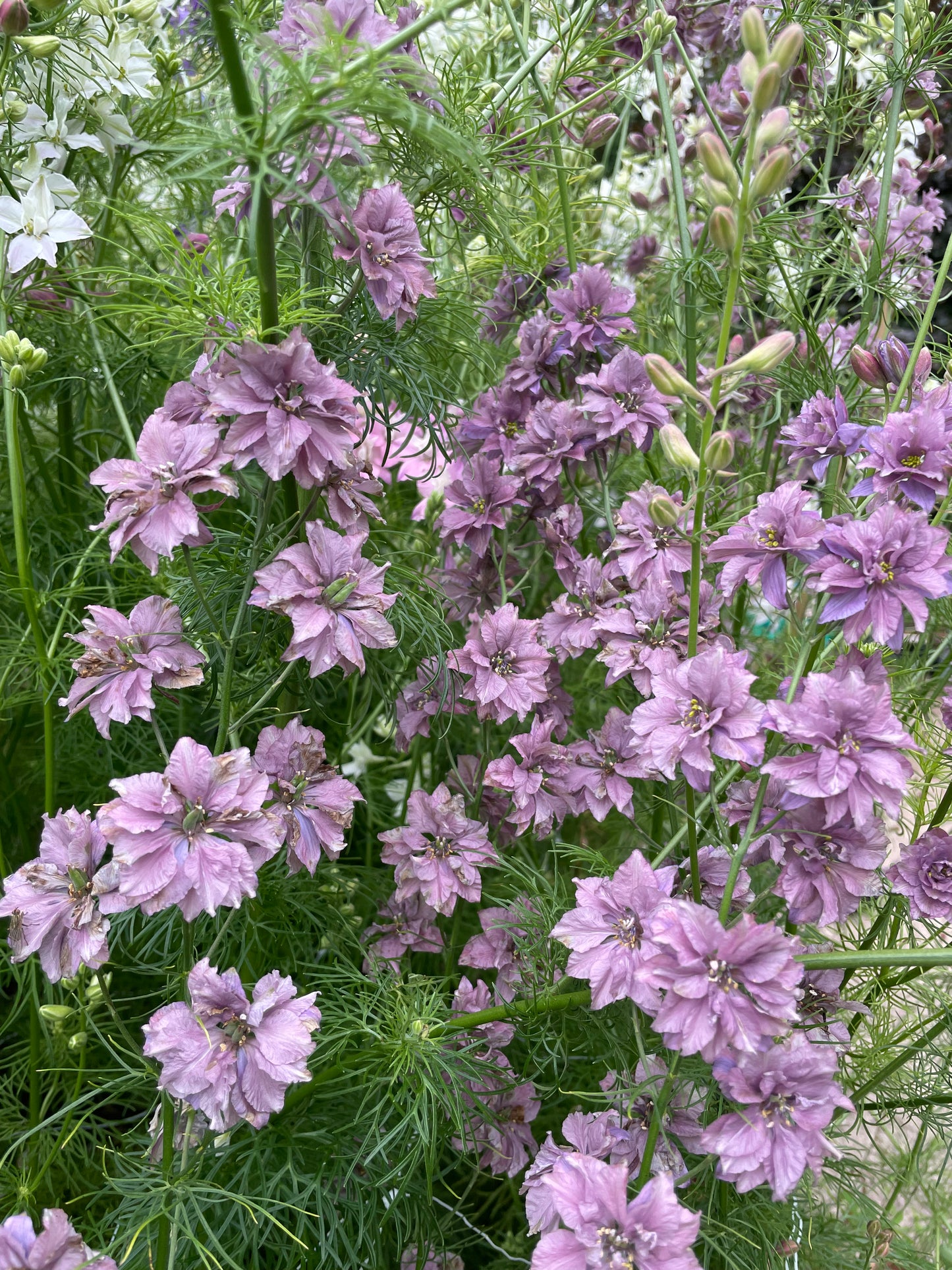 Larkspur - Misty Lavender