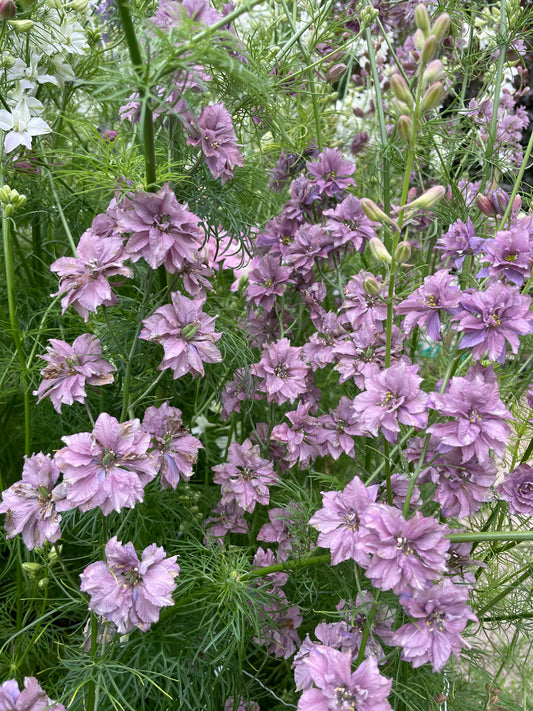 Larkspur - Misty Lavender