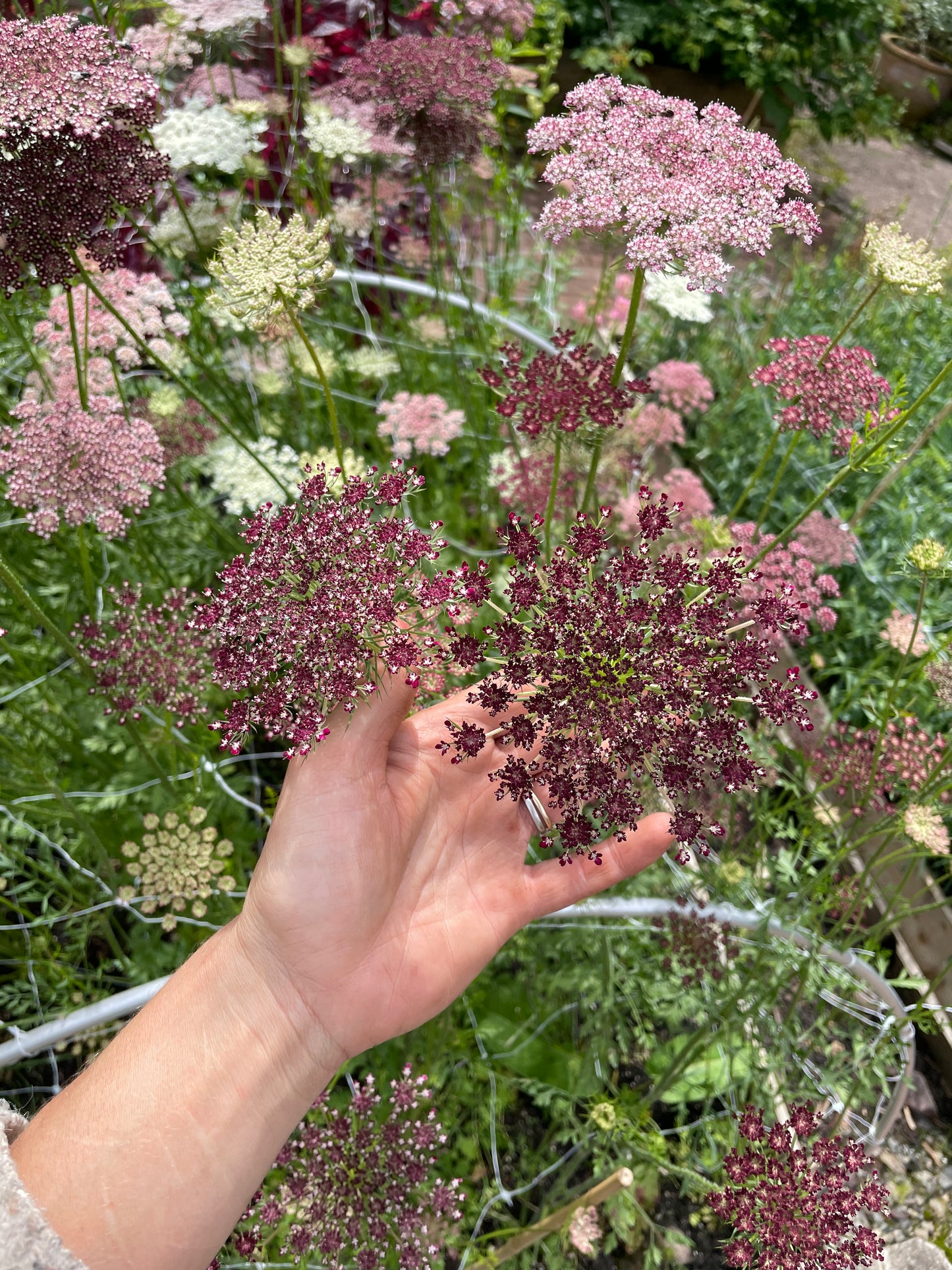 Daucus - Dara
