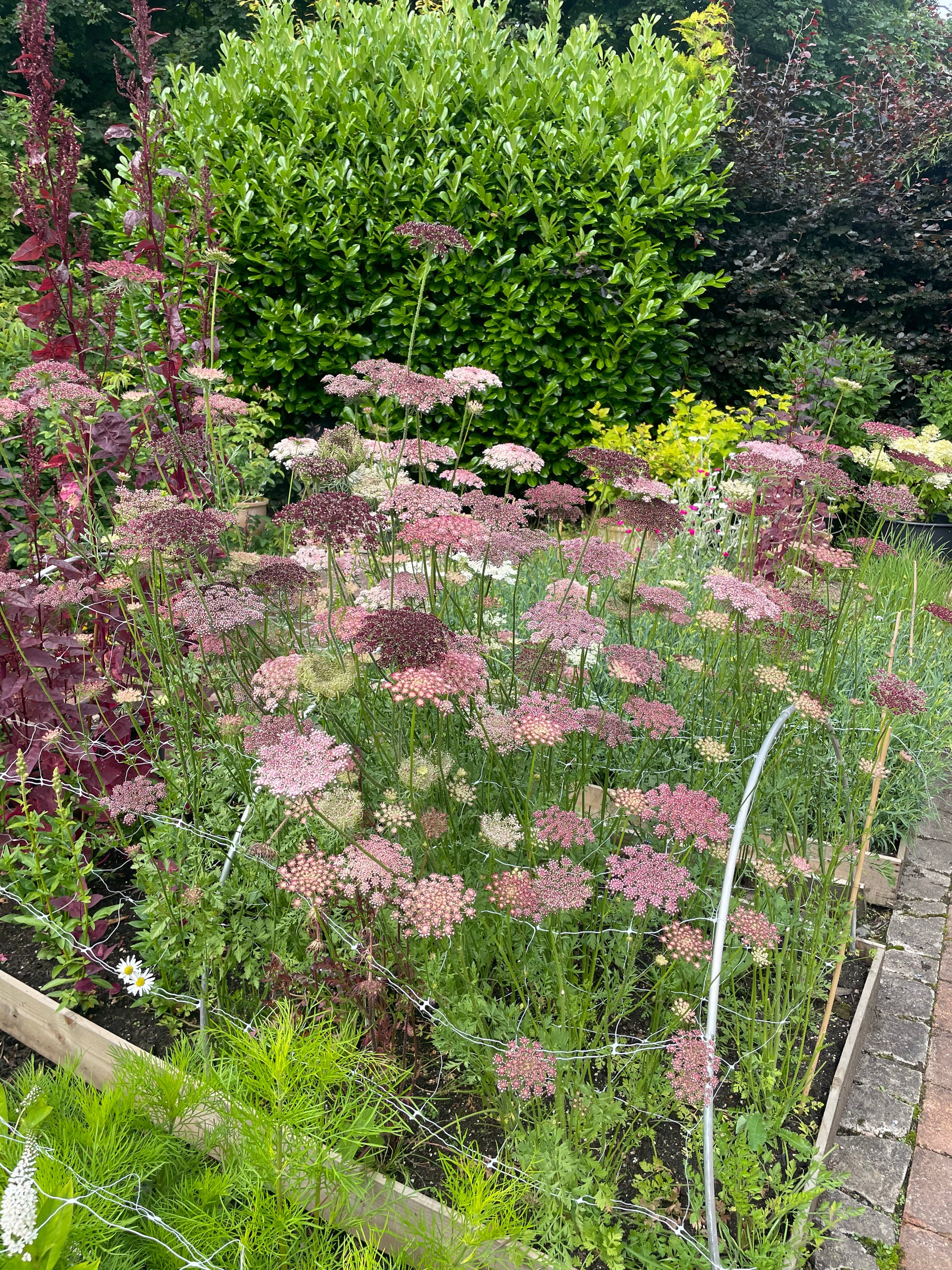 A garden bed filled with clusters of dusty pink umbelliferous flowers, likely Queen Anne's lace or wild carrot, growing among green foliage and bordered by a brick path.