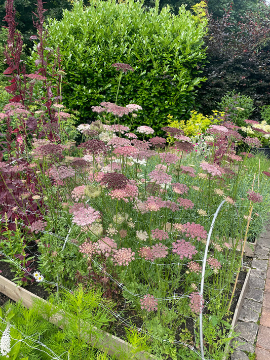 A garden bed filled with clusters of dusty pink umbelliferous flowers, likely Queen Anne's lace or wild carrot, growing among green foliage and bordered by a brick path.
