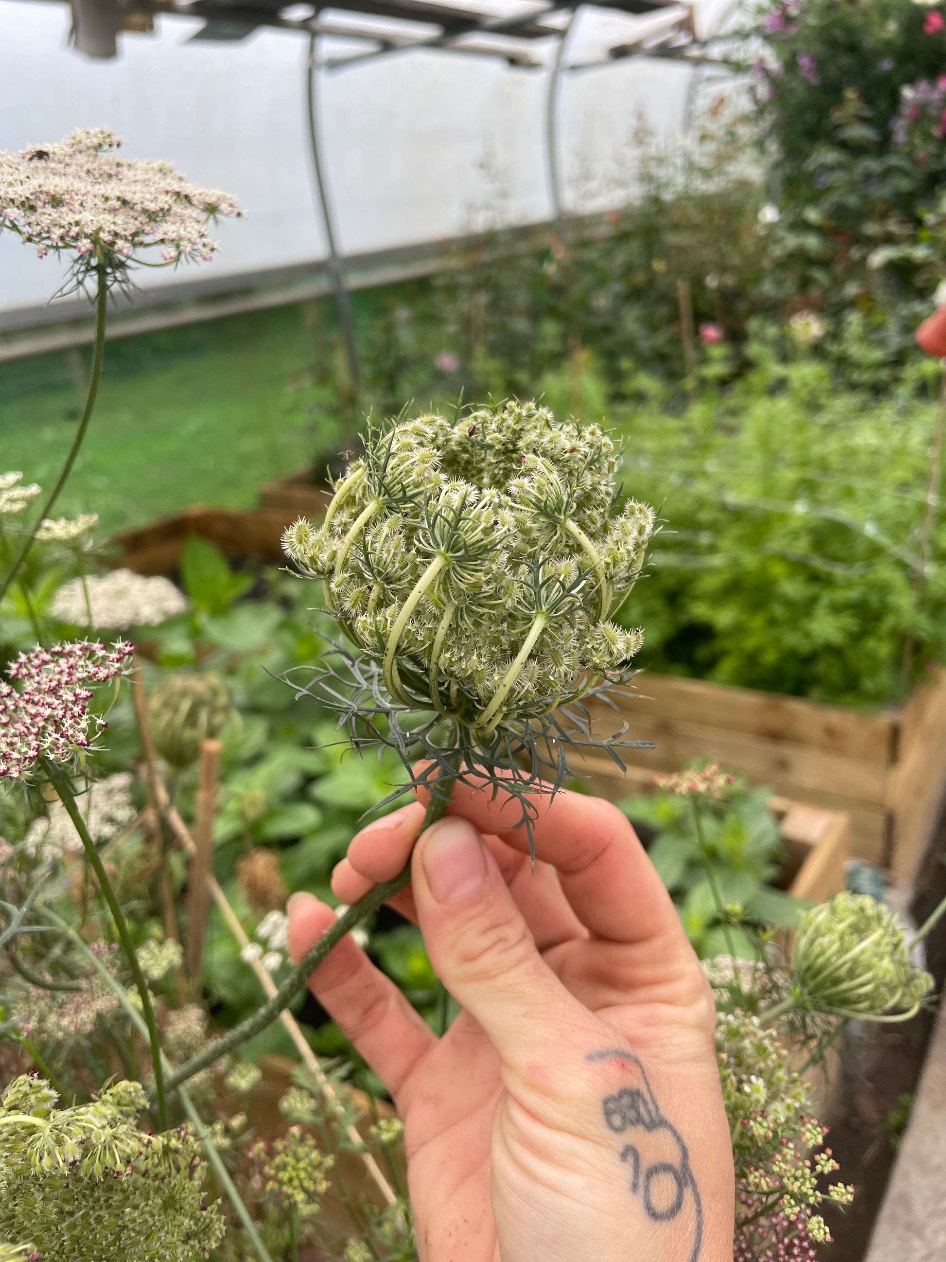 A hand holding a dried greenish-white umbellifer flower head, likely a wild carrot, in a garden greenhouse setting with other plants and wooden raised beds in the background.