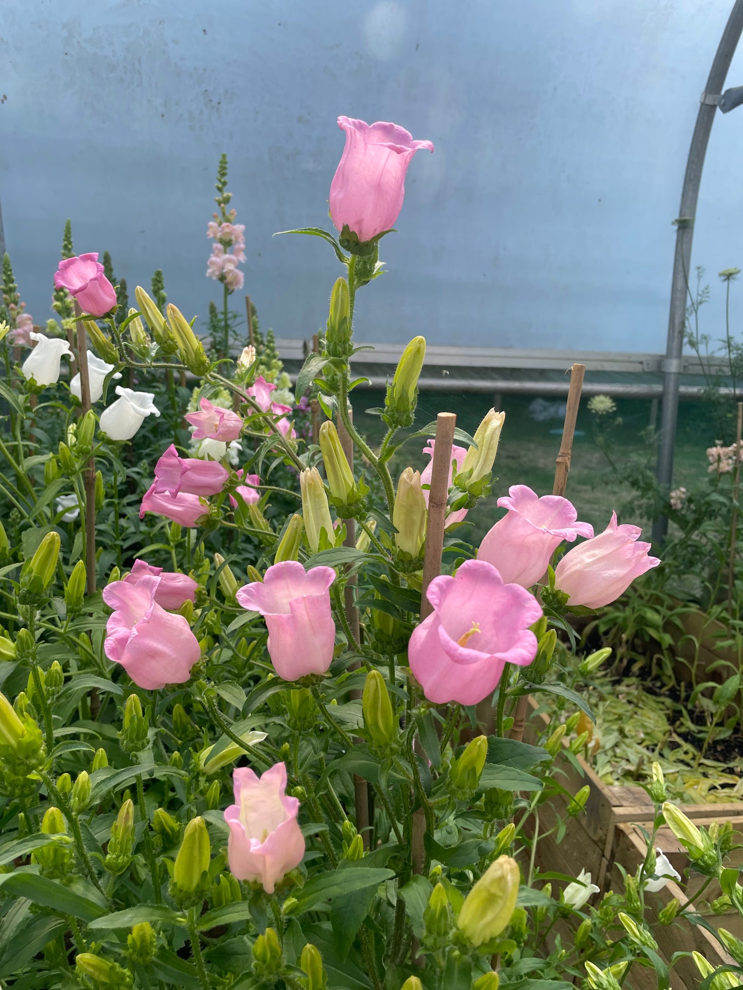 Pink bell-shaped flowers blooming in a garden or greenhouse setting, surrounded by green foliage and buds against a blue-gray translucent covering.
