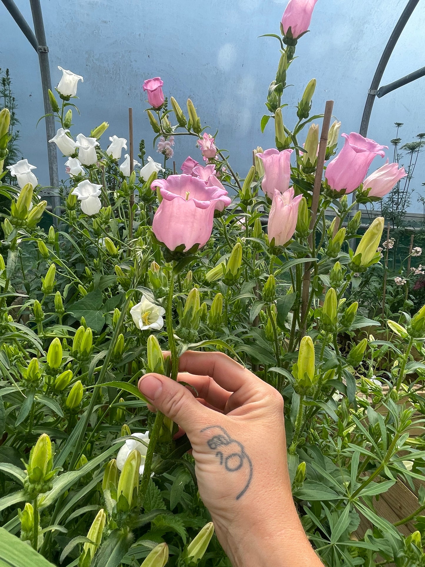 Pink and white bell-shaped flowers growing in a garden or greenhouse, with a person's hand reaching toward the plants.