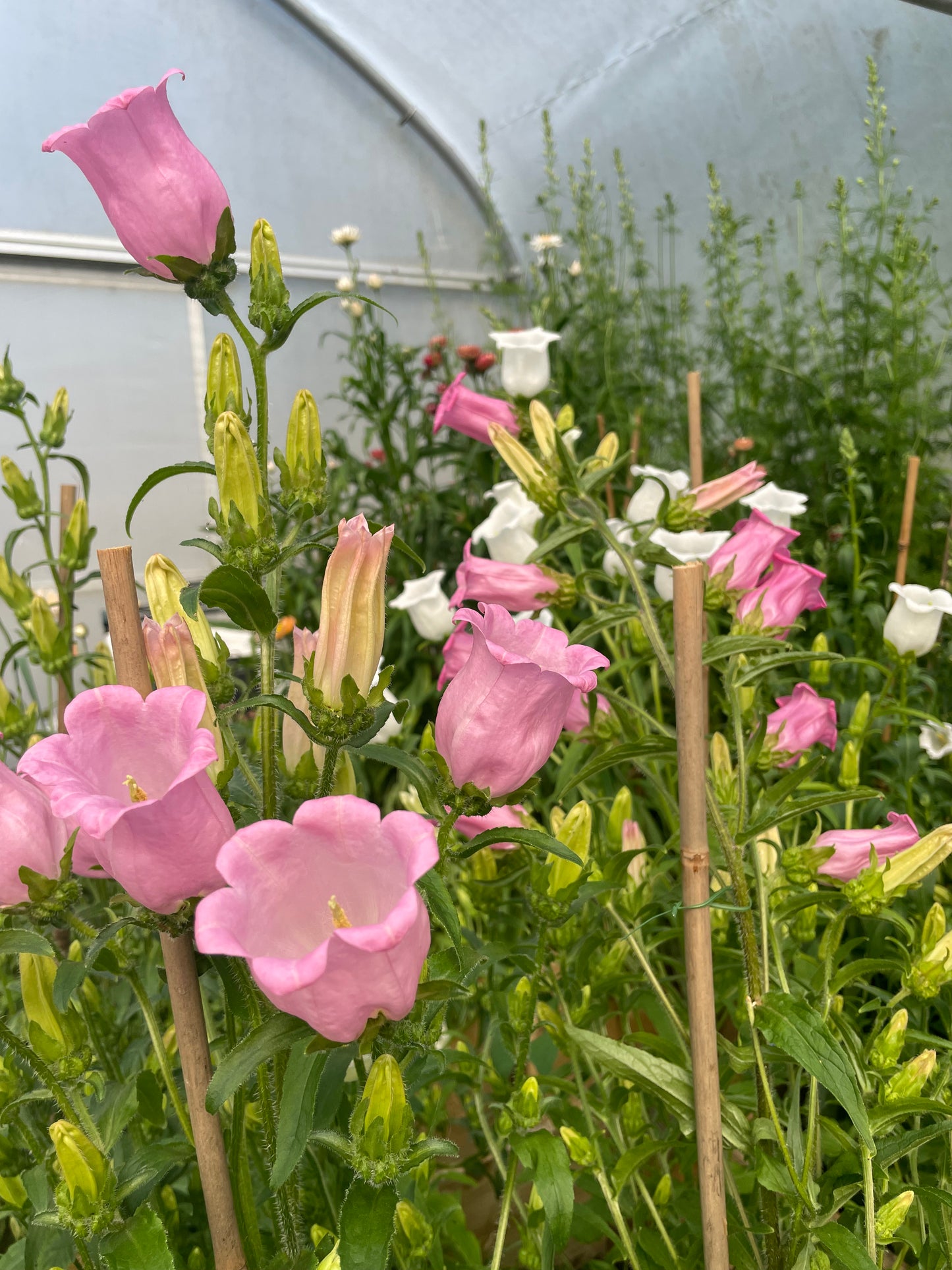 Campanula Medium - Pink