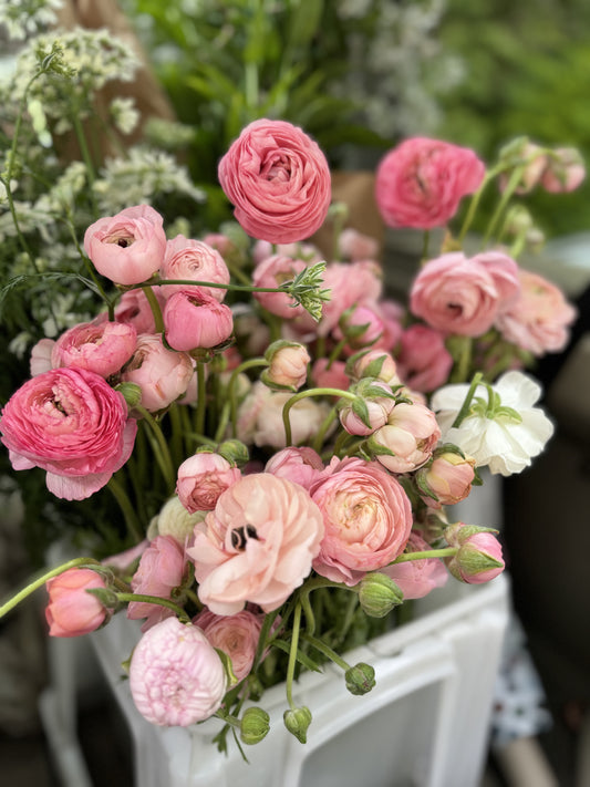 *PRE ORDER* Ranunculus - Wylde Blend