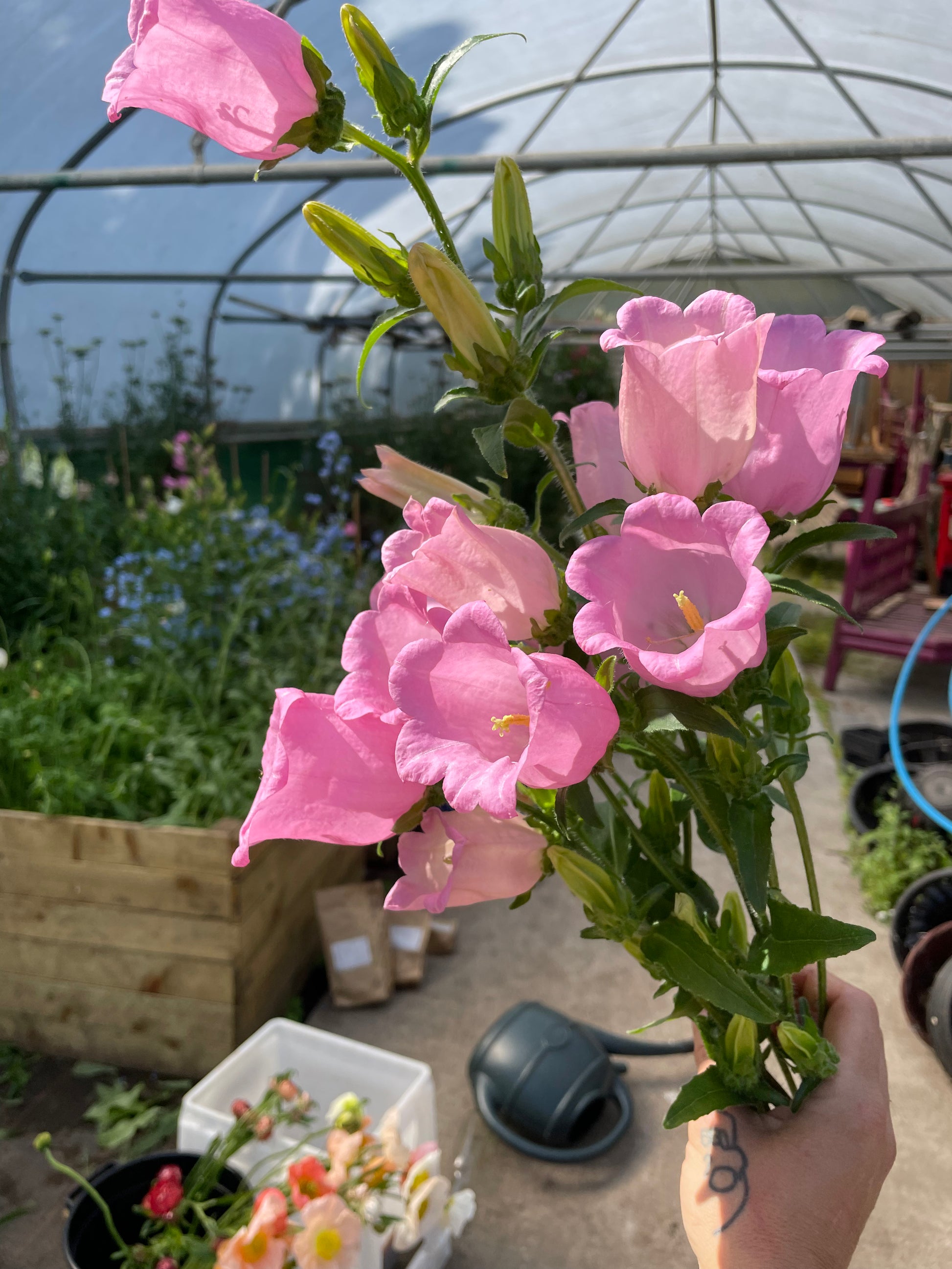 A hand holding a bouquet of pink bell-shaped flowers with green stems and buds in a greenhouse setting.