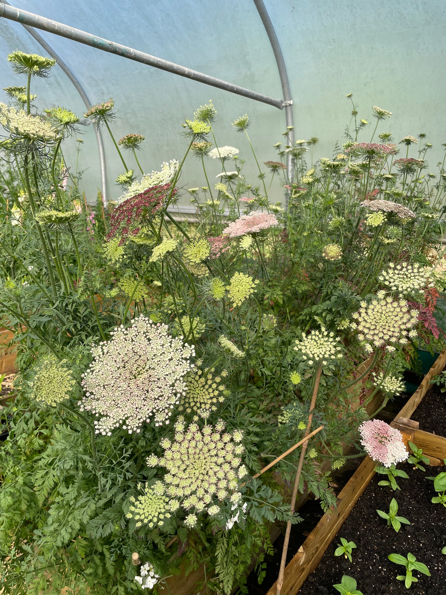 Daucus - Dara