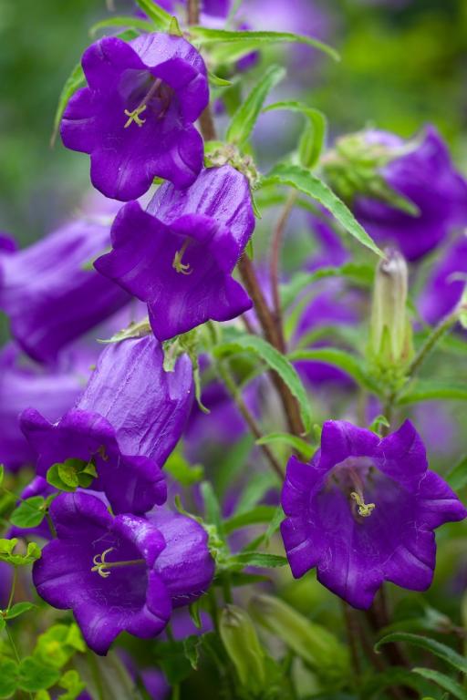 Campanula Medium - Blue