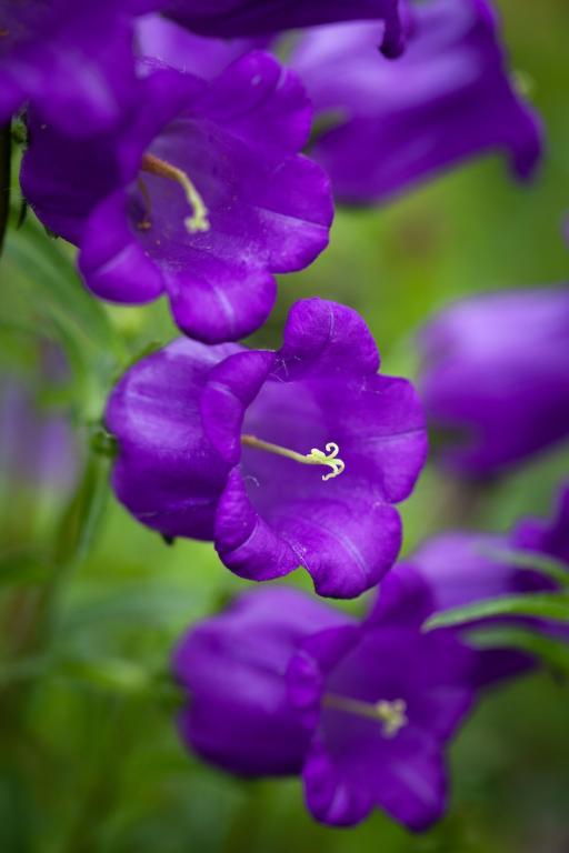 Close-up of vibrant purple bell-shaped flowers with green foliage in a soft-focus outdoor setting.