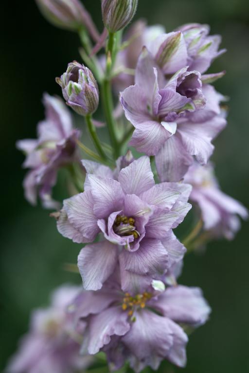Larkspur - Misty Lavender