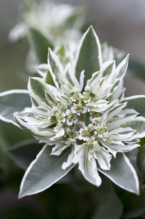 Euphorbia - Snow Top