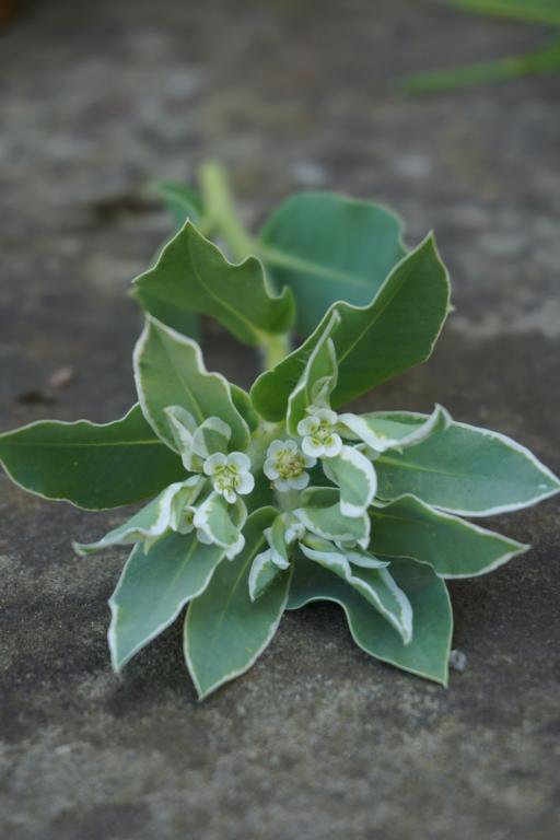 Euphorbia - Snow Top