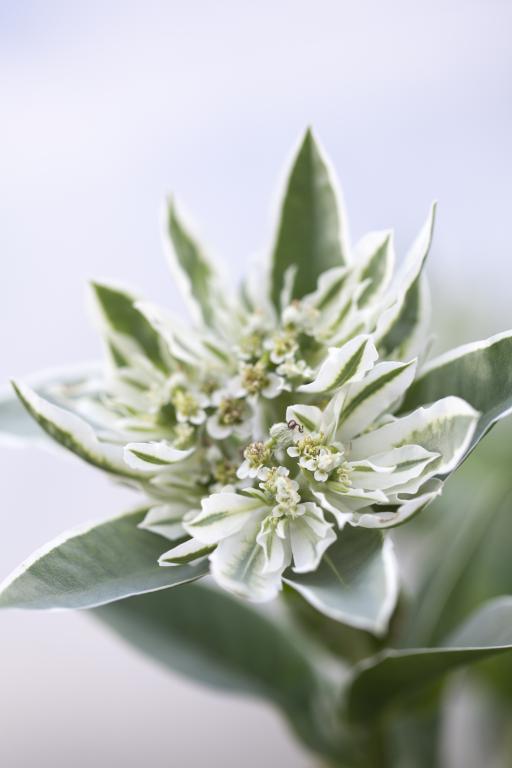 Euphorbia - Snow Top