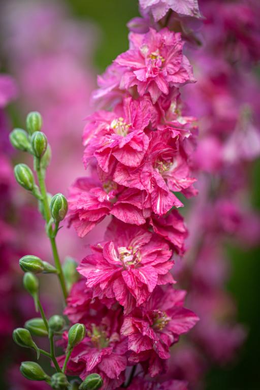 Larkspur - Carmine King