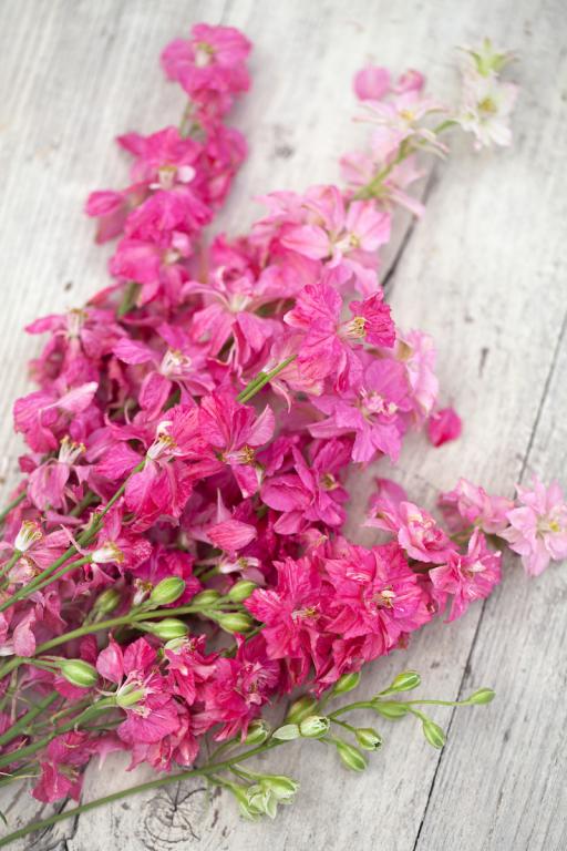 Larkspur - Carmine King