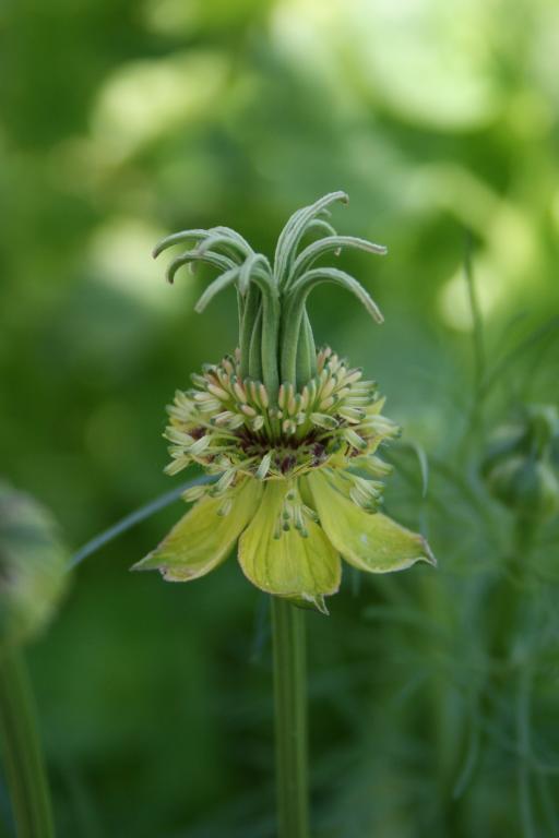 Nigella Orientalis - Transformer