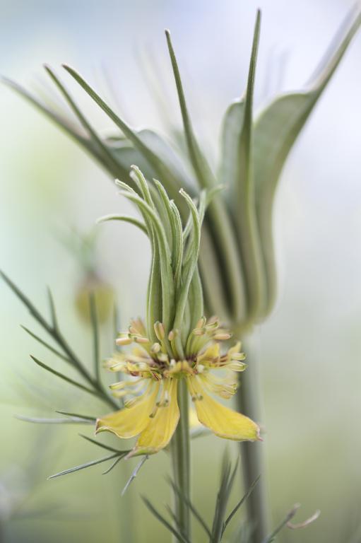 Nigella Orientalis - Transformer