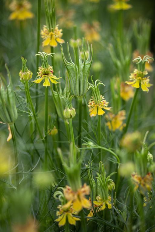 Nigella Orientalis - Transformer