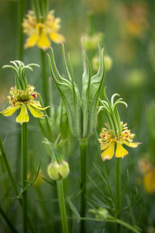 Nigella Orientalis - Transformer