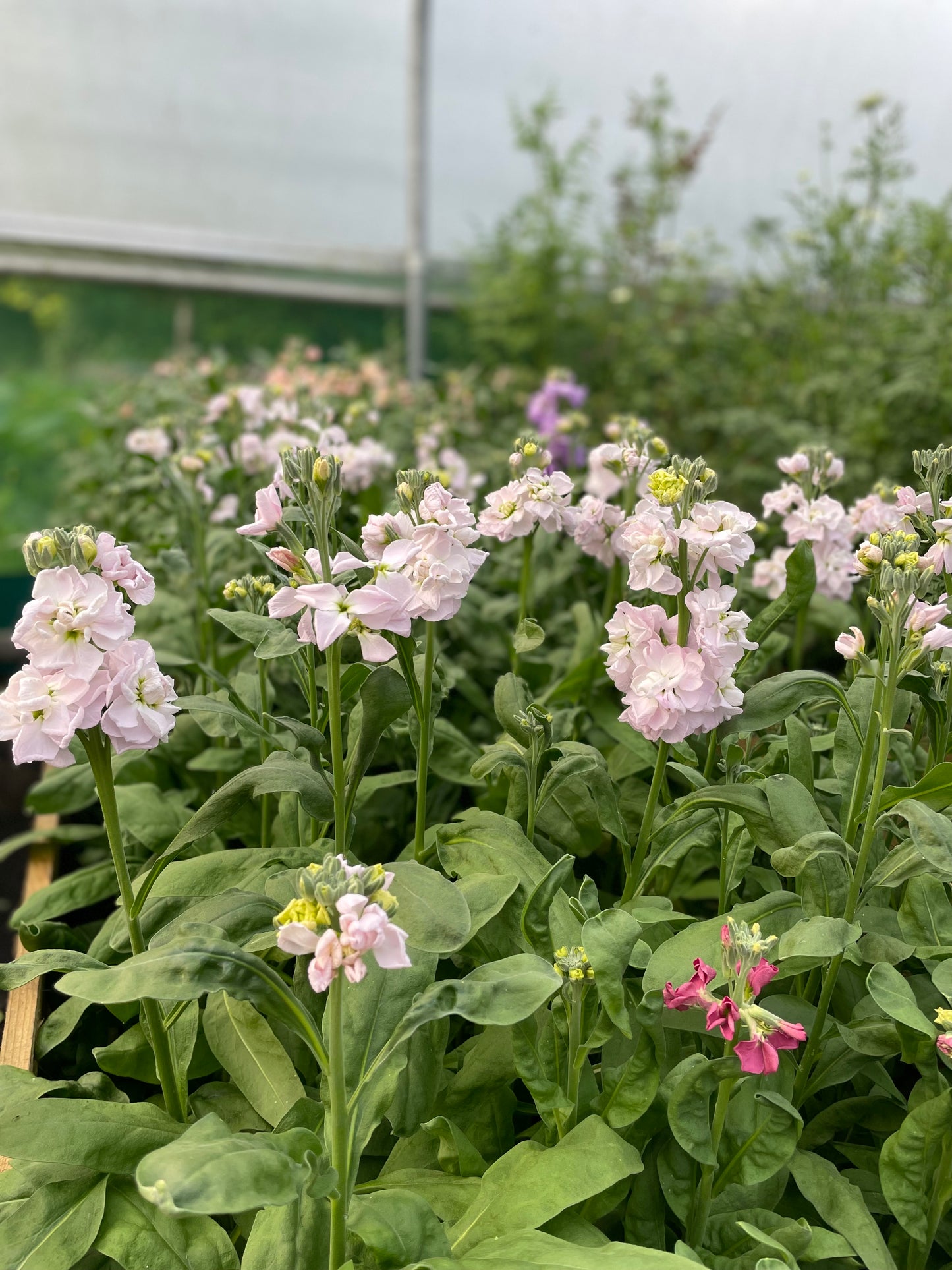 Pink flowers blooming on tall green stems among lush green foliage, photographed in a greenhouse or garden setting.
