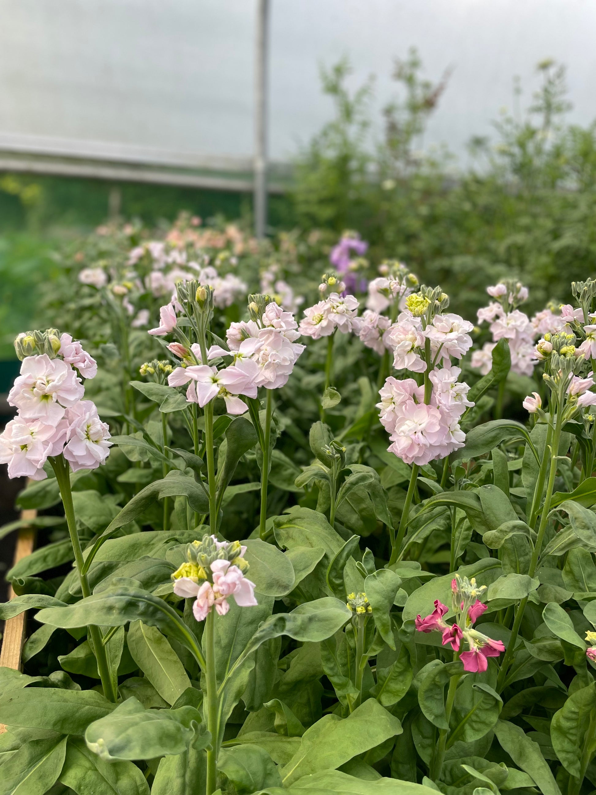 Pink flowers blooming on tall green stems among lush green foliage, photographed in a greenhouse or garden setting.
