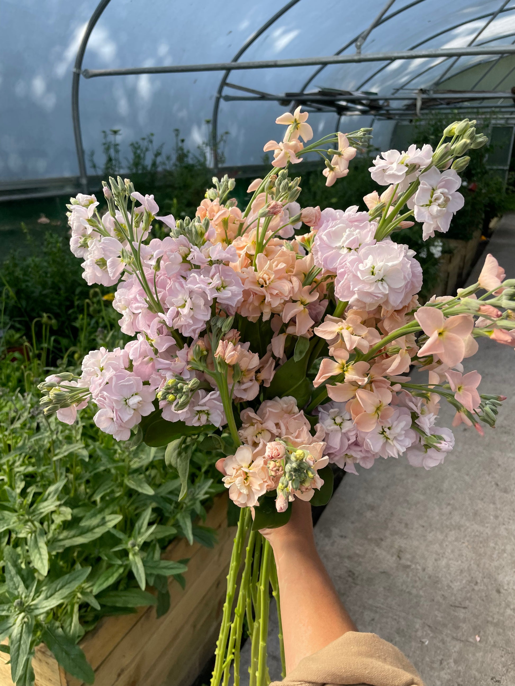 A hand holding a large bouquet of light pink and peach stocks flowers in a greenhouse with green plants and a gray concrete floor.